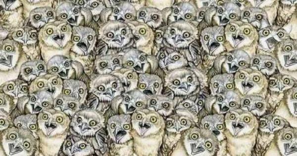 ΤΕΣΤ: Μπορείτε να βρείτε το γατάκι ανάμεσα στις κουκουβάγιες σε λιγότερο απο 30 δεύτερα