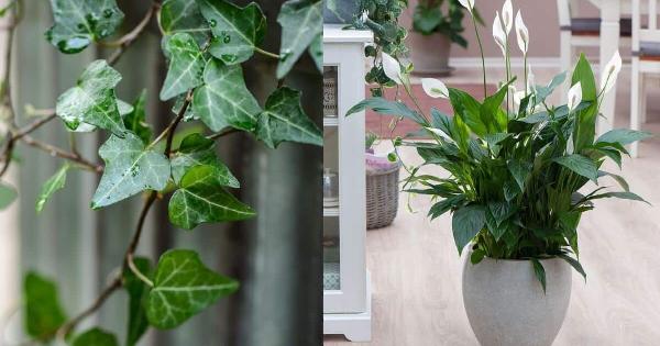 Λειτουργούν σαν αφυγραντήρας: 7 φυτά που εξαφανίζουν την μούχλα από το σπίτι