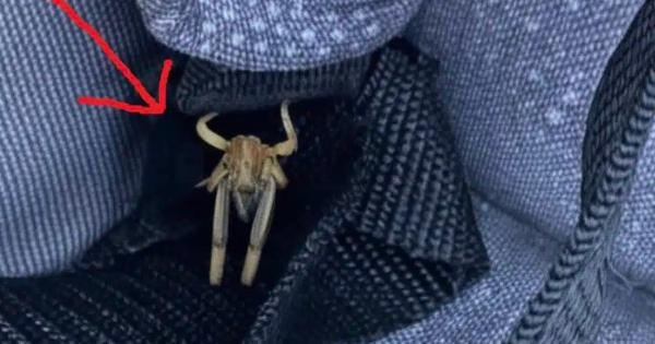 Τα έχω παντού στο αυτοκίνητό μου, τι είναι πάλι αυτό;