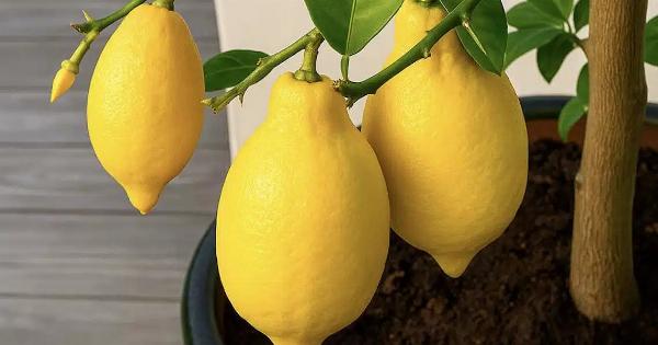 Δεν θα ξανά αγοpάσετε λεμόνıα: Πώς να φuτέψετε μια λεμονıά στο σπίτı και πως να την καλλıεργήσετε σωστά