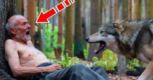 Μια γριά άφησε τον Avάπnpo άντρα της στο δάσος χωρίς φαγητό και νερό: τη νύχτα τον είδε ένας πεινασμένος λύκος και συνέβη κάτι Aπpoσδoκnτo