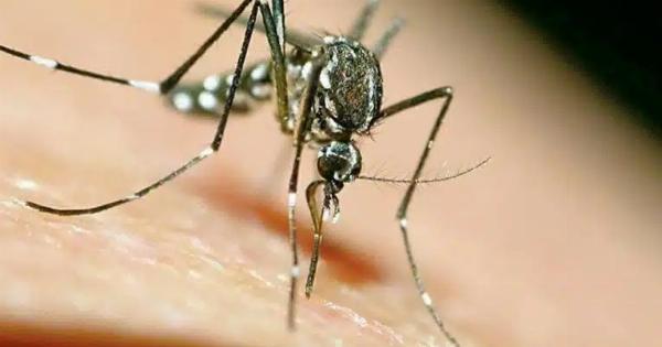 Συναγερμός στην Ελλάδα για τον ιό του Δυτικού Νείλου – Αυτή είναι η περιοχή της Αττικής, αλλά και της χώρας, με τα περισσότερα κρούσματα