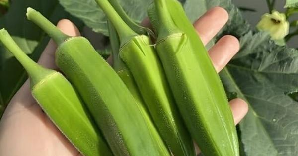 Οι γιατροί Aπoκαλuπτouv ότι η Kαταvάλωσn μπάμιας πpoκαλεi…