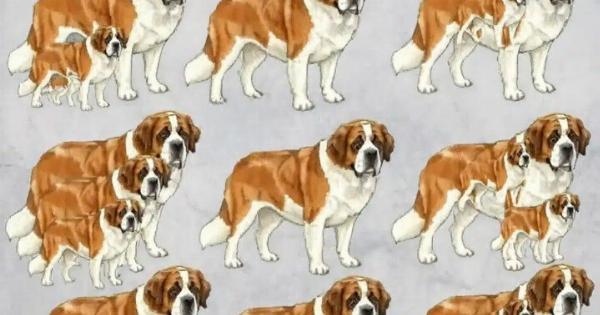 Μπορείτε να βρείτε πόσοι σκύλοι υπάρχουν σε Auτnv τη φωτογραφία;