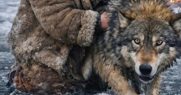 Η ηλικιωμένη γυναίκα έσωζε έναν λύκο που πνιγόταν πάνω στον πάγο και, όταν όλα έδειχναν πως είχαν τελειώσει, βγήκαν εκείνοι από το δάσος… Η γυναίκα πάγωσε από το σοκ, μην πιστεύοντας στα μάτια της