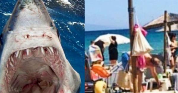 Πανικός και ουρλιαχτά στην παραλία: Η στιγμή που καρχαρίας δάγκωσε 12χρονο αγοράκι – “Πάγωσαν” οι λουόμενοι