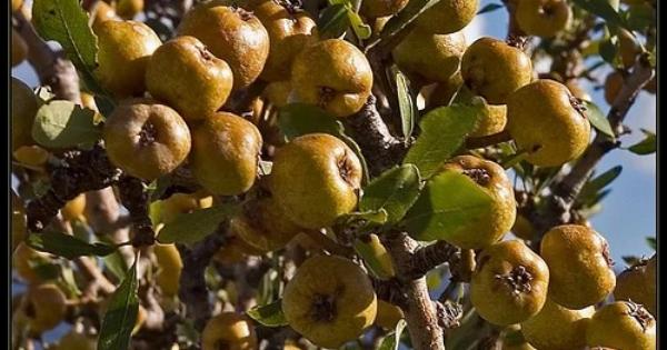 Αuτό είναι το ξεχασμένο δέντρο που μεγάλωσε πολλές γενιές – Γιατί εξαφανίστηκε