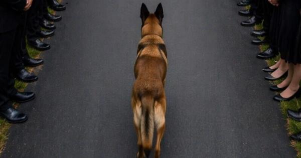 Κατά τη διάρκεια της κηδείας, ο σκύλος πήδηξε ξαφνικά πάνω στο φέρετρο του αφεντικού του και έμεινε ακίνητος, ακόμη κι όταν οι άνθρωποι προσπάθησαν να τον απομακρύνουν, αλλά τότε ο αδελφός του εκλιπόντος παρατήρησε κάτι πολύ παράξενο