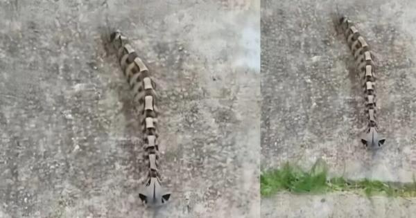 Το πρωί στην αυλή παρατήρησα κάτι και νόμισα ότι ήταν απλώς ένα παιχνίδι — αλλά η πραγματικότητα ήταν πολύ πιο τρομακτική