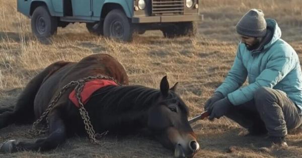 Ένας κτηνίατρος που έσπασε τις σκουριασμένες αλυσίδες ενός άγριου επιβήτορα δέχεται την πιο όμορφη έκφραση ευγνωμοσύνης