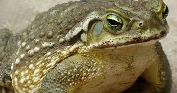 Γιατί εμφανίζεται ένας βάτραχος στο σπίτι σας και τι μπορεί να υποδηλώνει η παρουσία του;