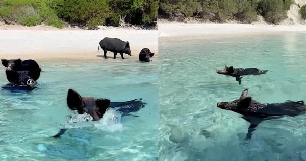 Το μικρό ακατοίκητο ελληνικό νησί που κολυμπάς μαζί με γουρουνάκια
