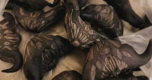 Ο γείτονας μου έδωσε μια σακούλα από αυτά. ξέρει κανείς τι είναι