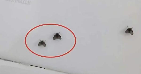 Εξαφανίστε τα μικρά μαύρα ζωύφια που εμφανίζονται στο μπάνιο με ένα πολύ απλό τρόπο