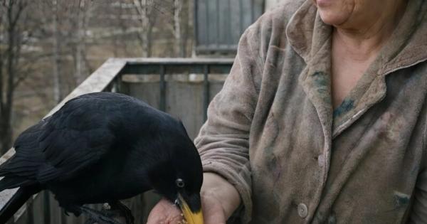 Μια γυναίκα για έξι χρόνια τάιζε κάθε μέρα το ίδιο κοράκι στο μπαλκόνι της: όμως μια μέρα το πουλί απλώς δεν ήρθε και λίγο αργότερα η γυναίκα έμαθε μια τρομακτική αλήθεια