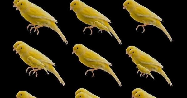 ΔΕΝ ΕΙΝΑΙ 9, ΠΟΣΑ ΠΟΥΛΙΑ ΕΙΝΑΙ;