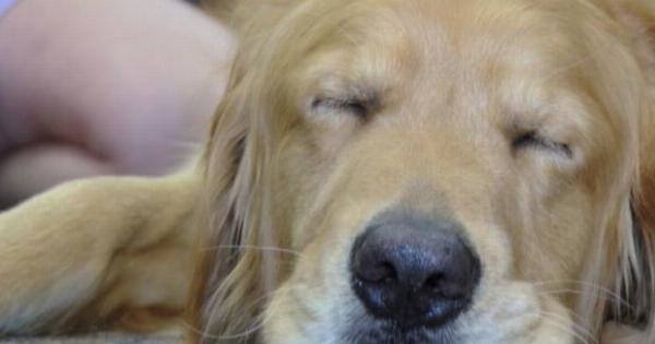 Οι γιατροί επέτρεψαν στον σκύλο να μπει στο δωμάτιο ενός μοναχικού ηλικιωμένου και να ξαπλώσει δίπλα στο κρεβάτι του· αλλά το βράδυ η νοσοκόμα της βάρδιας άνοιξε σιωπηλά την πόρτα του θαλάμου για να ελέγξει τον ασθενή, και αυτό που είδε την έκανε να παγώσει