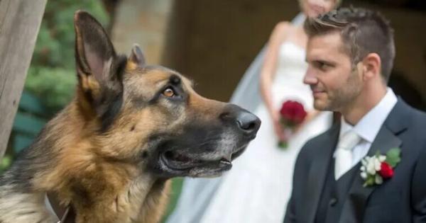Κατά τη διάρκεια του γάμου, ο σκύλος ξαφνικά δάγκωσε τη νύφη στο χέρι: όταν ο γαμπρός κατάλαβε γιατί ο σκύλος το έκανε αυτό, ακύρωσε τον γάμο