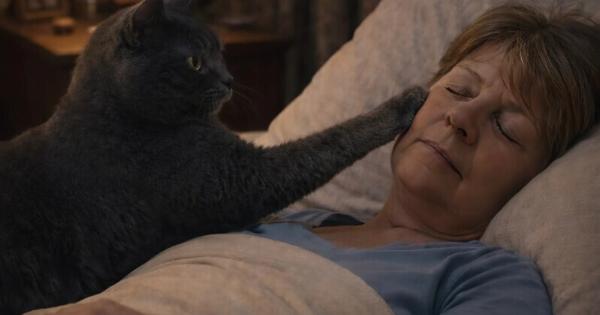 Η γάτα ξυπνούσε την ιδιοκτήτριά της κάθε νύχτα και την έδιωχνε από την κρεβατοκάμαρα: η γυναίκα νόμιζε ότι η γάτα είχε ψυχικά προβλήματα, μέχρι που την πήγε στον κτηνίατρο