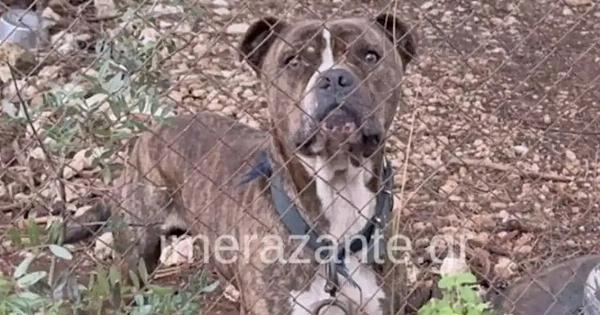 Αυτός είναι ο σκύλος που κατασπάραξε τον 2χρονο σήμερα στη Ζάκυνθο – Μαθεύτηκε όλη η αλήθεια – Ξέσπασε ο πατέρας