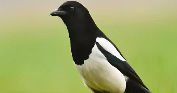 Καρακάξα στο σπίτι σας: Να τι σημαίνει – Η σημασία της επίσκεψης