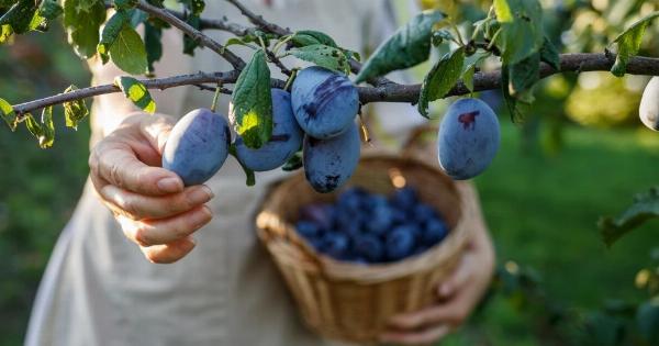 Το φρούτο που προστατεύει την καρδιά και κρατά τον εγκέφαλο νεότερο – Λίγοι γνωρίζουν τα πραγματικά οφέλη του