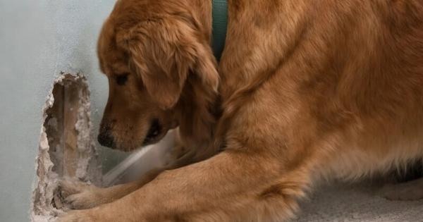Ο σκύλος μου άρχισε να ξύνει μανιασμένα τον τοίχο πίσω από την κούνια της οκτώ μηνών κόρης μου: στην αρχή νομίσαμε ότι απλώς είχε τρελαθεί, αλλά όταν κοιτάξαμε μέσα στον τοίχο, βρήκαμε κάτι πραγματικά φρικτό