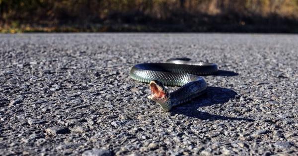 Μπορούν πραγματικά οι έντονες μυρωδιές να κρατήσουν τα φίδια μακριά;