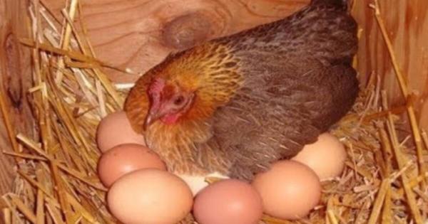 Το μυστικό της γιαγιάς για να γεννάνε ασταμάτητα οι κότες σας αυγά