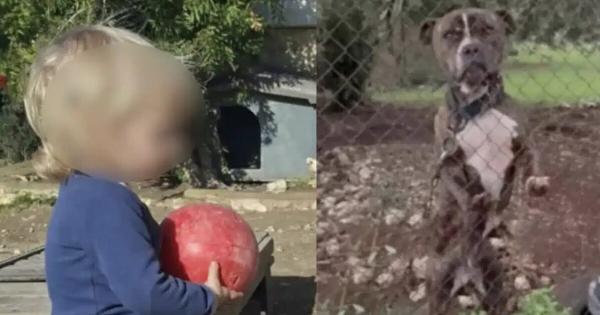 Θρήνος για τον μικρό άγγελο της Ζακύνθου – Αυτός είναι ο λόγος που το πίτμπουλ τον κατασπάραξε και τον σκότωσε